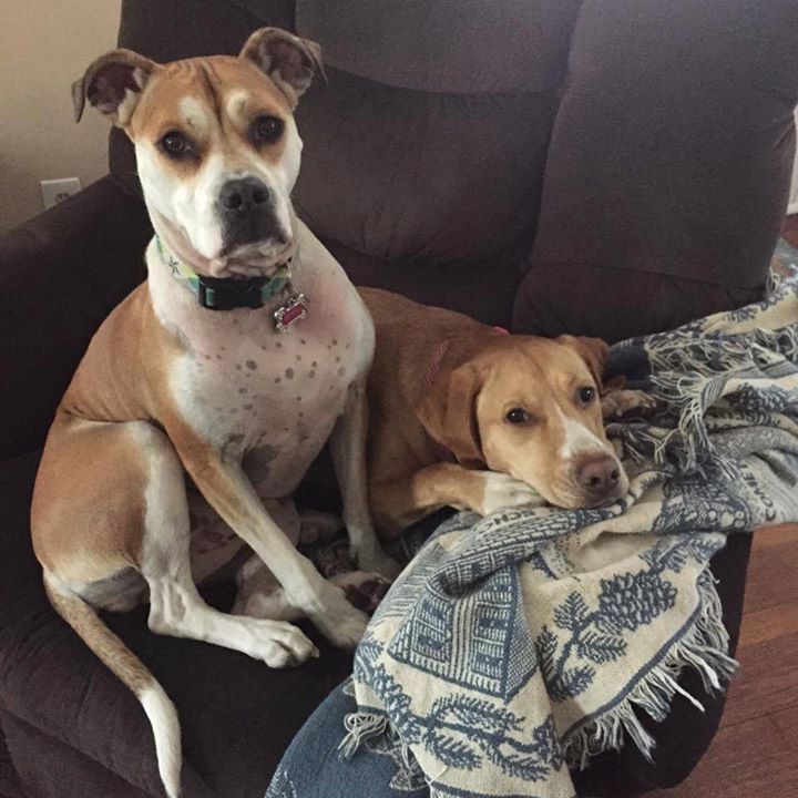 Lost Dogs in Lakehurst, NJ - Dog Walking at the Jersey ...