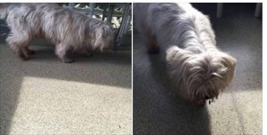 Dog Found in Old Bridge, NJ