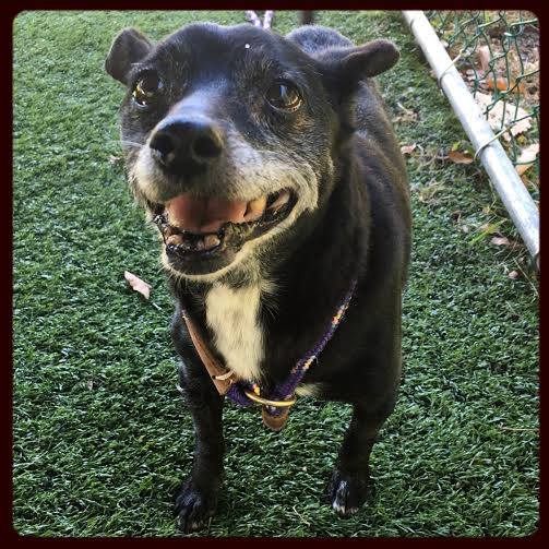 Adopt Babe Monmouth County SPCA Eatontown, NJ Dog Walking at the