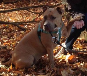 Adopt dogs in Monmouth County New Jersey