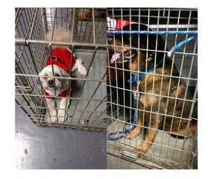 2 Dogs Found in Lyndhurst, NJ