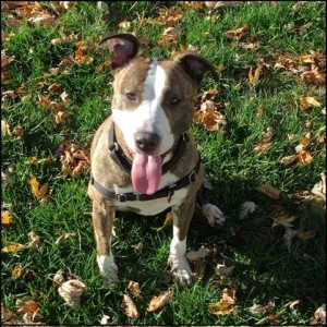 Adopt Boo:  Monmouth County SPCA - Eatontown, NJ
