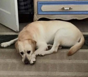 Dog Lost in Fair Lawn, New Jersey