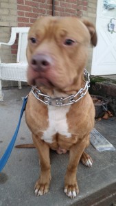 Dog Found in Bayonne, New Jersey