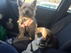 2 Dogs Found in Sparta, New Jersey