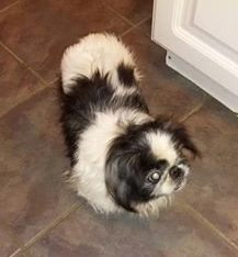 Dog Found in Toms River, New Jersey