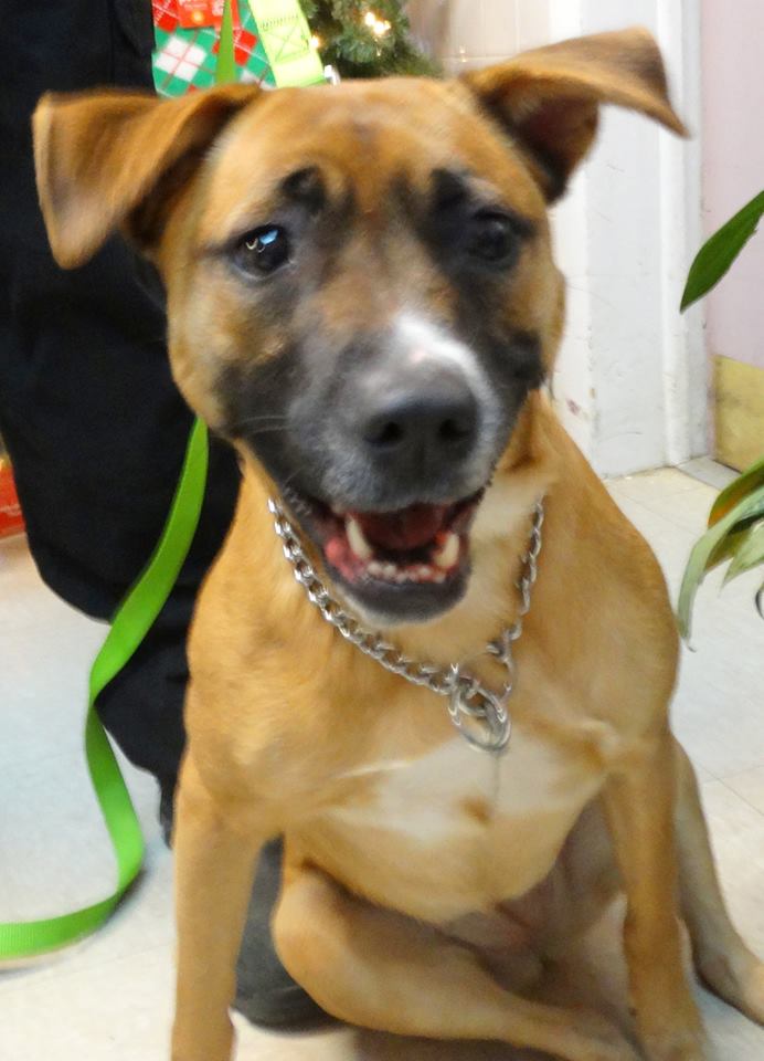 Dog Found in Howell, New Jersey Dog Walking at the Jersey Shore