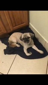 Dog Lost in Haledon, New Jersey