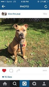 Dog Lost in North Bergen, New Jersey